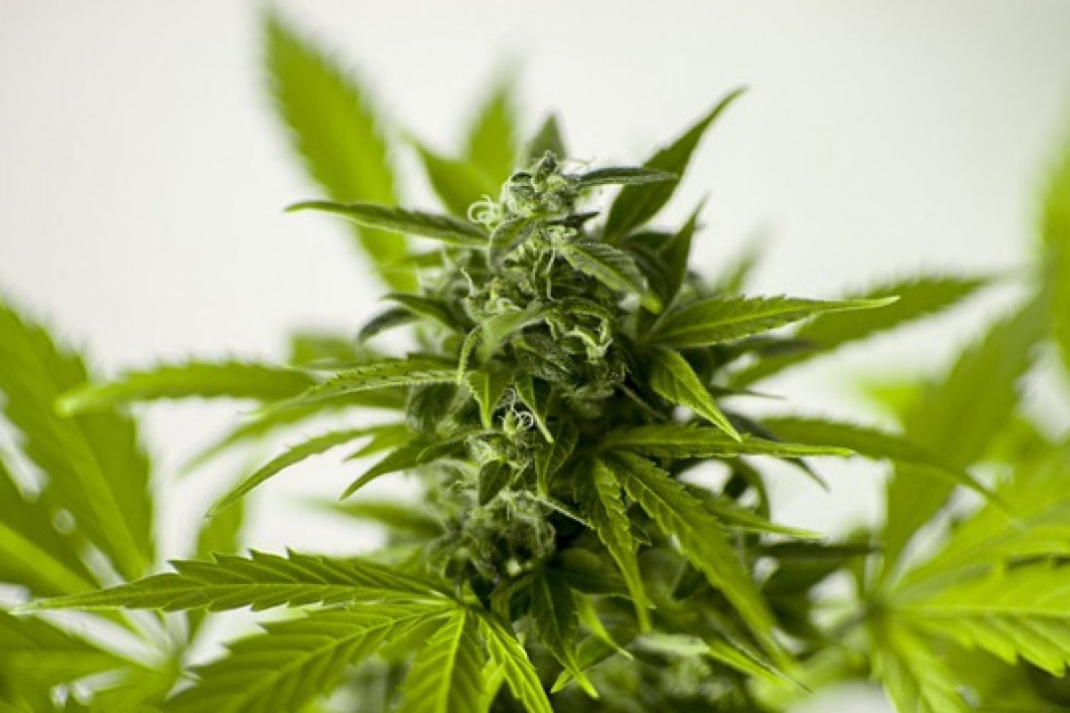 avocat-marijuana-bordeaux