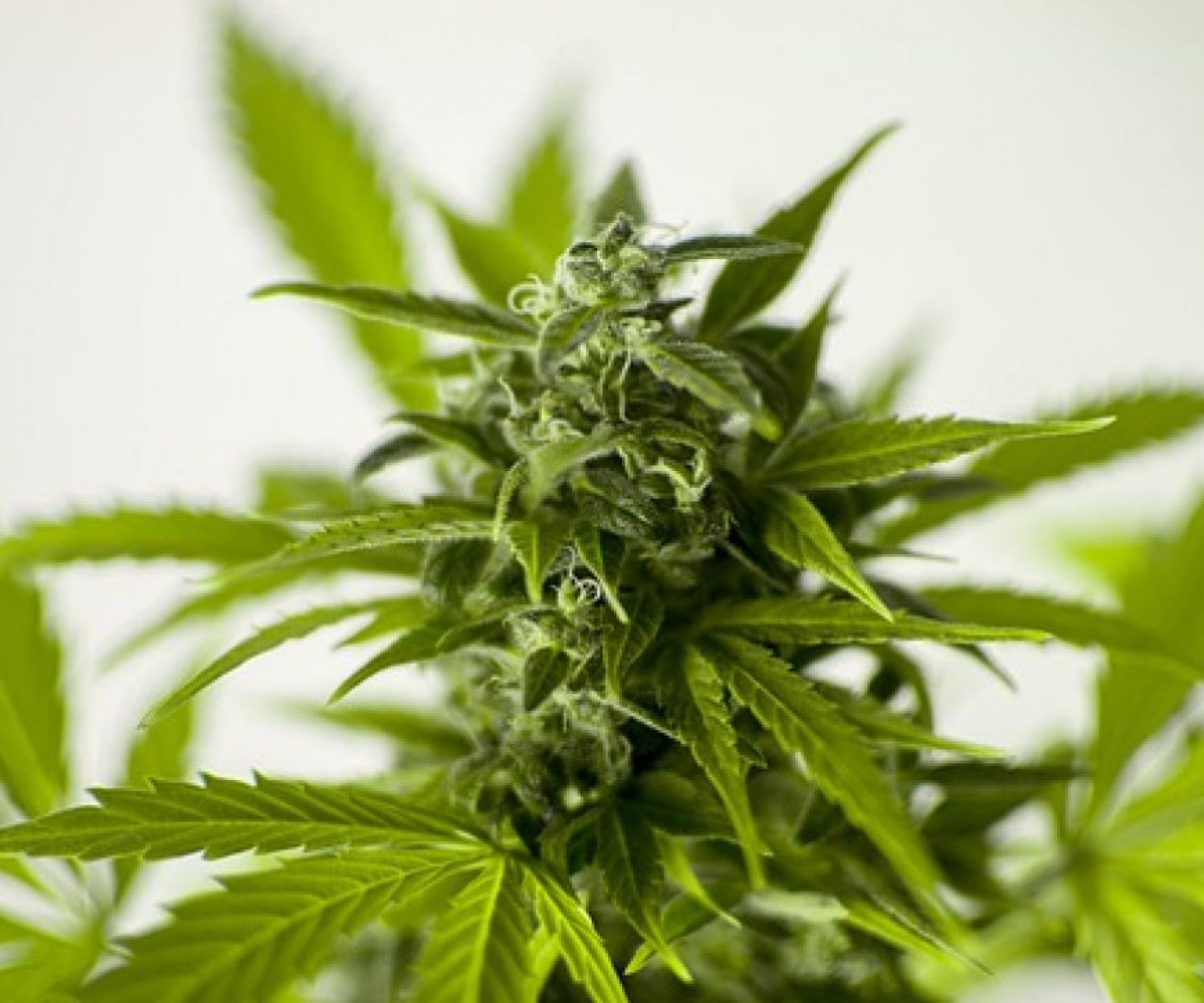 avocat-marijuana-bordeaux